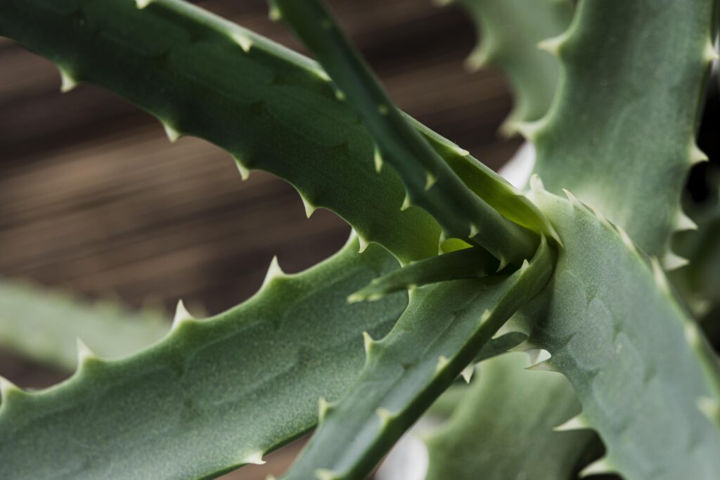 Aloe vera