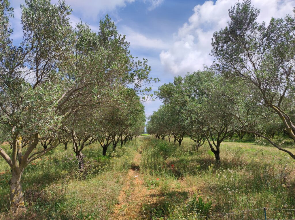 Alneri di ulivo